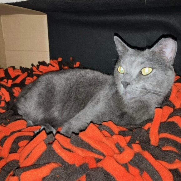 CLE Browns Colors "keep me safe and warm" fleece boa bed for cats and/or dogs - Picture 5 of 9